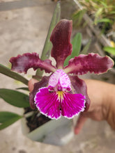 Load image into Gallery viewer, C . schilleriana  x sib
