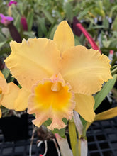 Load image into Gallery viewer, Rlc . Andean treasure ‘blushing Sunrise ‘ original select division virus free
