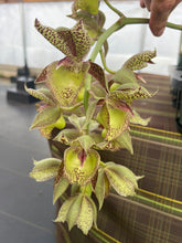 Load image into Gallery viewer, Cl. russelliana x Catasetum Frilly Doris
