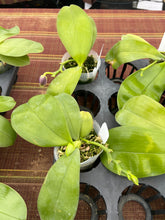 Load image into Gallery viewer, Phalaenopsis violacea indigo ‘Jiaho Blue Moon ‘outrageous colour
