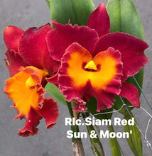 Load image into Gallery viewer, Rlc . Siam red’ sun and Moon ‘ plug trays 72
