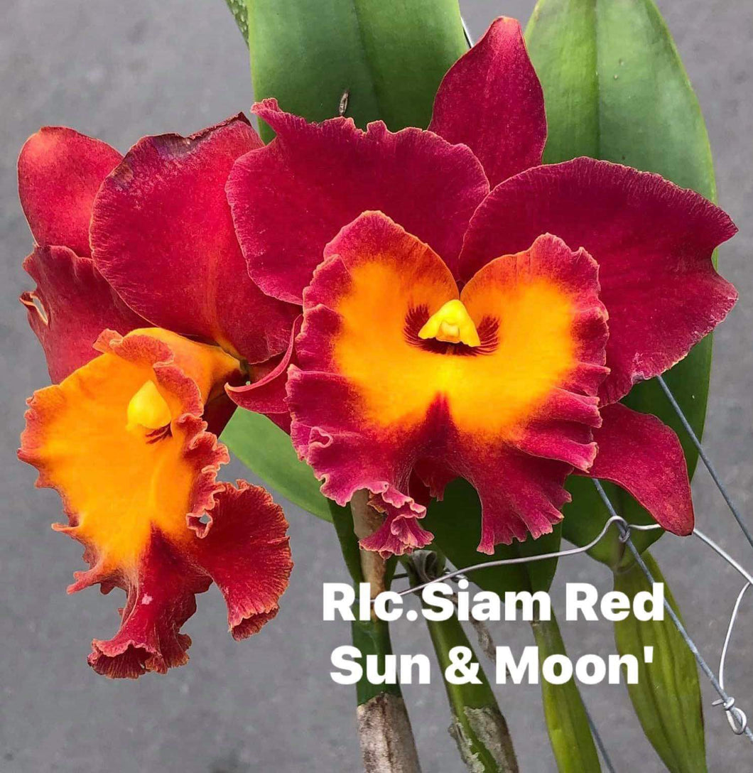 Rlc . Siam red’ sun and Moon ‘ plug trays 72
