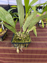 Load image into Gallery viewer, Stanhopea Nina Rach x ecornuta in spike
