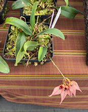 Load image into Gallery viewer, Bulbophyllum Frosty Ann x Meen Mercury Sandel #13 lavender tag
