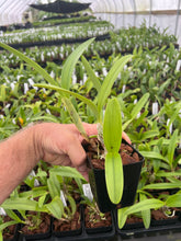 Load image into Gallery viewer, C. bowringiana v. coerulea ‘Blue Angel ‘HCC x self , treated
