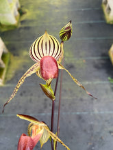 Load image into Gallery viewer, A1- Paph . Lady Isobel SH1786
