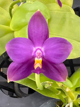 Load image into Gallery viewer, Phalaenopsis (Penang Jewel x (Yaphon super Jaguar Sanera) x Yaphon Blue bird, one of a kind seedling
