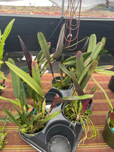 Load image into Gallery viewer, Cattleya species perinii x self , mature plants
