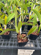 Load image into Gallery viewer, Rlc . Memoria Crispín Rosales ‘Volcano Queen ‘HCC/AOS original division fro our awarded plant
