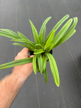 Load image into Gallery viewer, Paphiopedilum hirsutissimum var. esquirolei album
