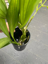 Load image into Gallery viewer, Coelogyne mayeriana ‘Okika’AM/AOS, original divisions of awarded plants
