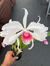 Load image into Gallery viewer, Cattleya purpurata var . carnea seedlings in sheath with buds
