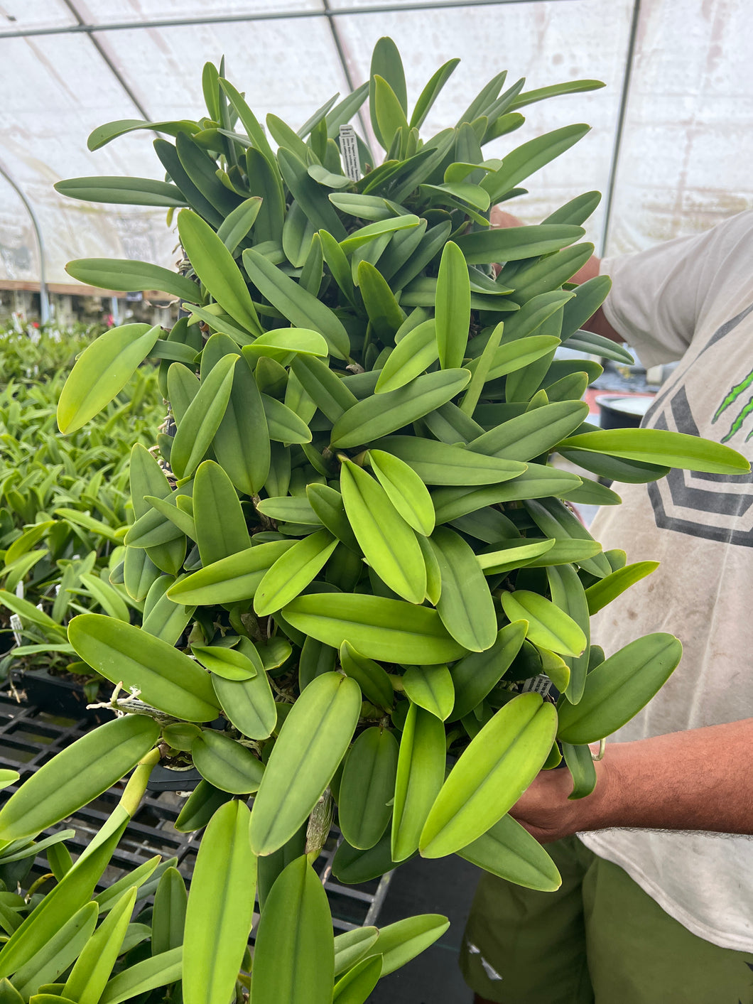 Rlc . Pegasus fantasy ‘Sanctuary ‘ plug tray 72