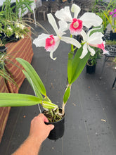 Load image into Gallery viewer, Cattleya (C.) purpurata fma carnea ‘Red Sunrise’ , SELECT RED
