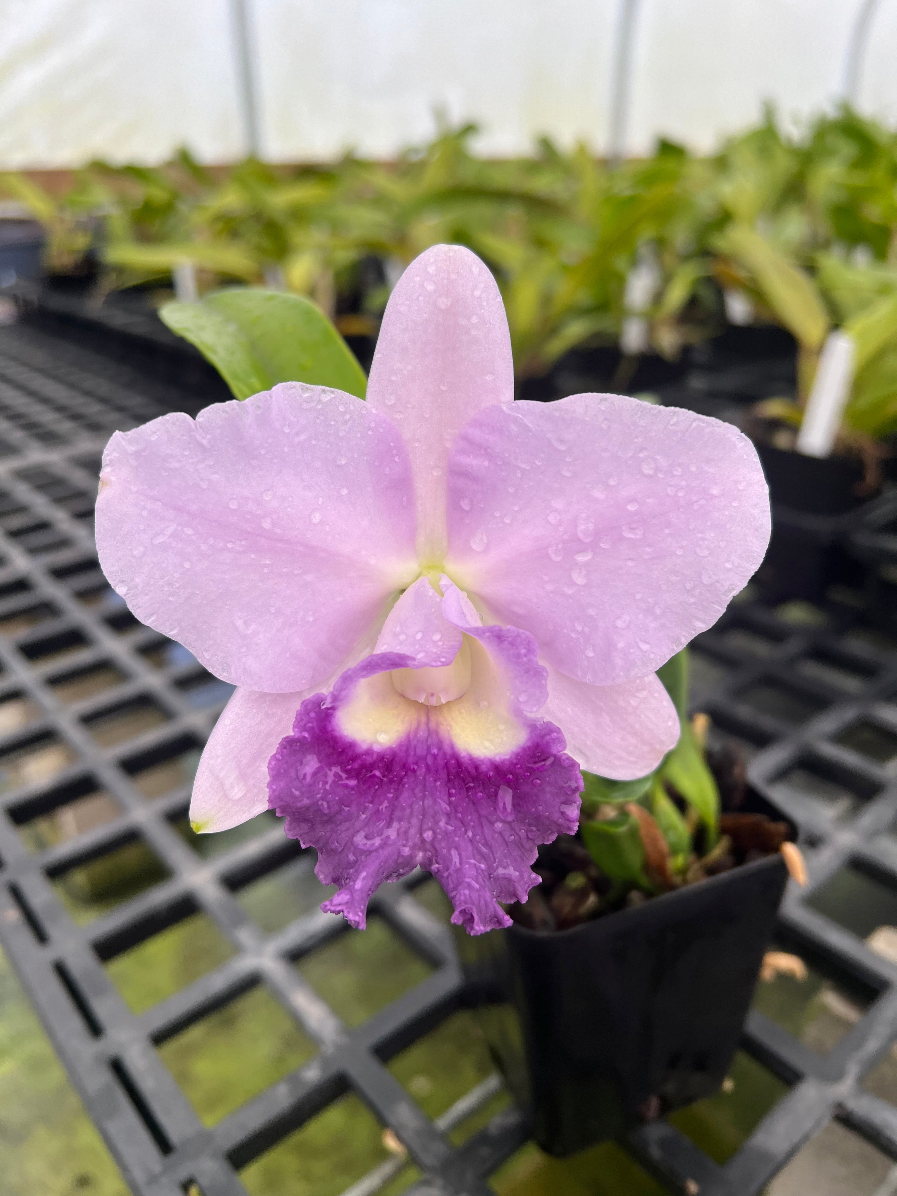 BE18648C-2156-47BB-8F19-