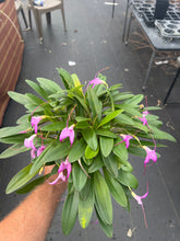 Load image into Gallery viewer, Masdevallia Rose-Marie ‘Okika’, division of non awarded plant , generous divisions in bloom
