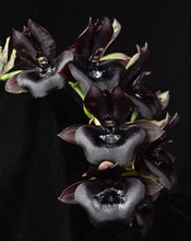 Load image into Gallery viewer, Catasetum (Ctsm .) Richie Moran ‘Shogun’s black Heart ‘ AM / AOS of 88 points
