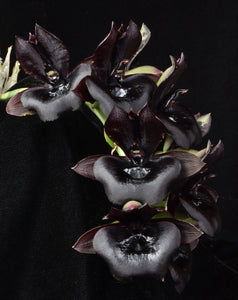Catasetum (Ctsm .) Richie Moran ‘Shogun’s black Heart ‘ AM / AOS of 88 points
