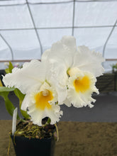 Load image into Gallery viewer, 706- C . Spring King ( Spring climax x Elisabeth Carlson )
