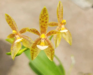 Phalaenopsis cornu -cervi  f. Flava