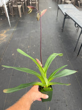 Load image into Gallery viewer, Paph. Saint Swithin in spike
