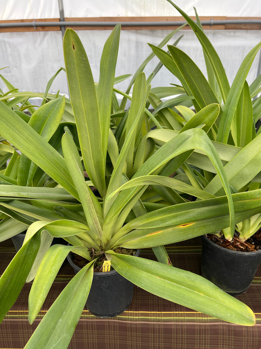 Paphiopedilum Woessner black wings