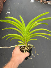 Load image into Gallery viewer, Vanda Roberts Delight x Gordon Dillon
