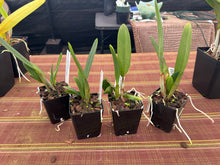 Load image into Gallery viewer, Laelia Zip ( L.milleri ‘Big Red’ x C . tenebrosa )

