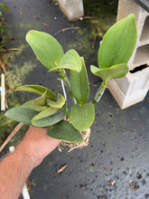 Load image into Gallery viewer, Cattleya violacea semi alba striata x self

