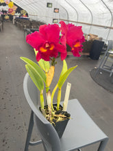 Load image into Gallery viewer, Rlc . Fire Desire ‘Dora 2023’ incredible seedling in flower -WOW
