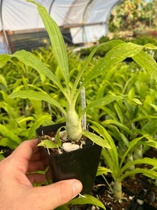 Catasetum Black Jade x Ctsm. expansum ‘ SVO front runner’