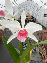 Load image into Gallery viewer, Cattleya (C.) purpurata fma carnea ‘Coral Reef ‘, select excellent shape
