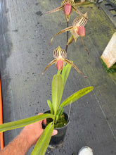 Load image into Gallery viewer, A12- Paph. Lady Isobel SH1786
