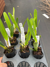 Load image into Gallery viewer, C . purpurata f. carnea -cereja x sib., dark cherry red lips !!!

