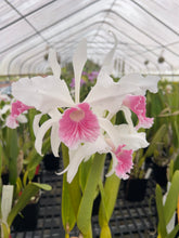 Load image into Gallery viewer, Orchid flask : C . purpurata carnea ‘Magenta Rose ‘ x ‘Pink Flamingo ‘

