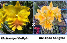 Load image into Gallery viewer, Hybrid flask : Rlc .Haadyai delight x Rlc . Chan Songlah
