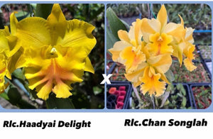 Hybrid flask : Rlc .Haadyai delight x Rlc . Chan Songlah