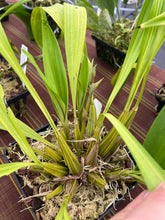 Load image into Gallery viewer, Coryanthes elegantinum  2 spikes ,
