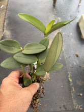 Load image into Gallery viewer, Cattleya schilleriana coerulea ‘ Gipson ‘ x self
