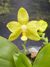 Load image into Gallery viewer, Phalaenopsis (Yin’s Dreamy spotted Yaohon yellow bomb) x Penang violacea ‘BK forest ‘, one of a kind seedling
