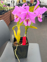 Load image into Gallery viewer, C. Labiata purpúrea striata ‘Finesse’, original division in spike
