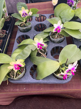 Load image into Gallery viewer, Phalaenopsis bellina x sib
