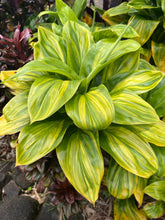 Load image into Gallery viewer, Cordyline terminalis ‘Cascade ‘
