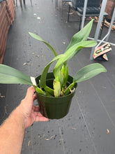 Load image into Gallery viewer, C . Bonanza Queen ‘Panamint ‘AM/AOS, rare heirloom division , mature plants
