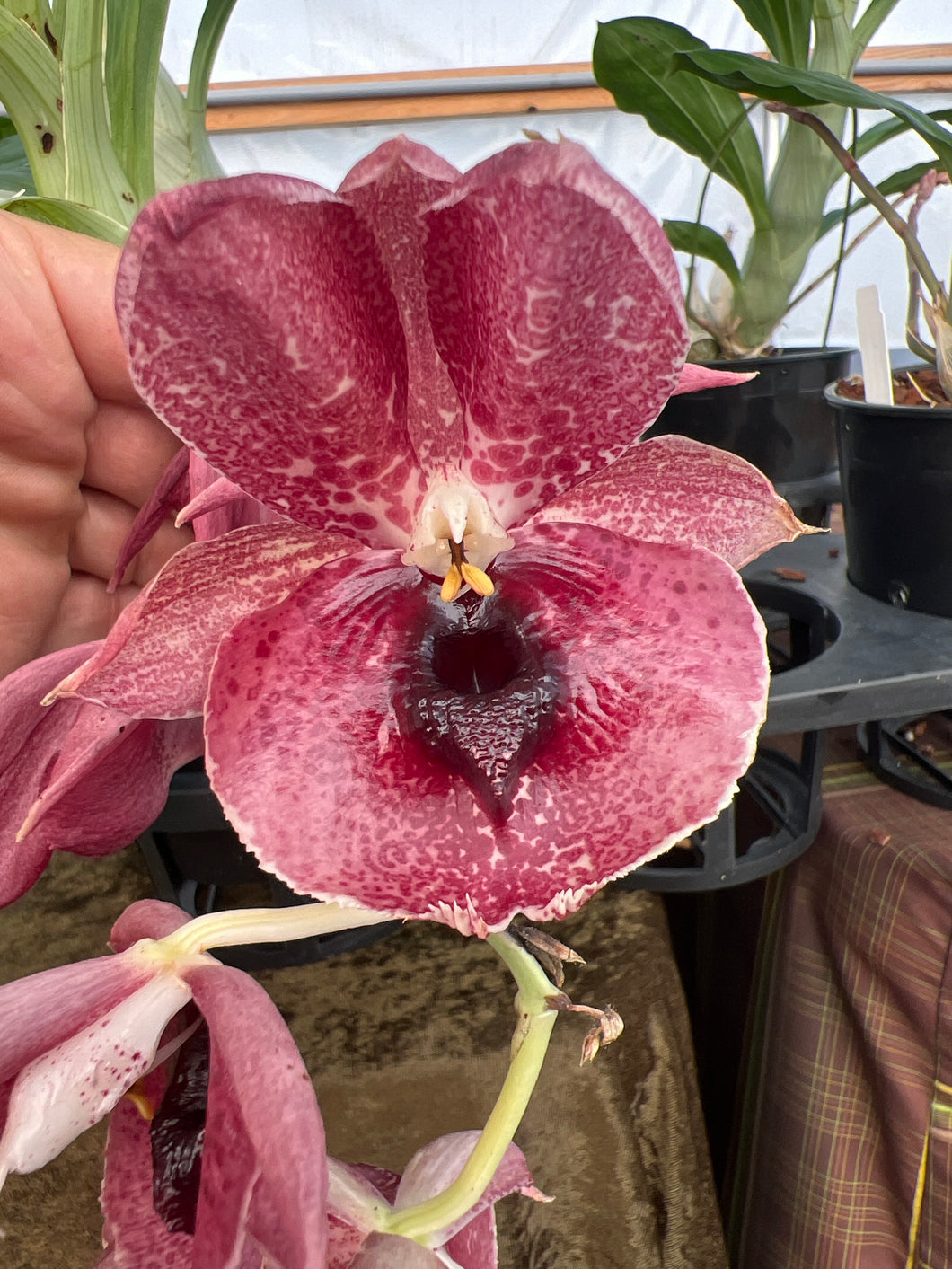 Ctsm . Black Jade x expansum , double spike