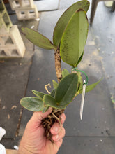 Load image into Gallery viewer, Cattleya amethystoglossa aurea ‘Fred ‘ x self
