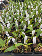 Load image into Gallery viewer, C. Lueddemanniana ‘Jewel box 5592’ x Brazilian Beaux3735’, seedling of best quality
