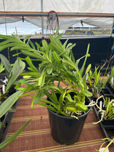 Load image into Gallery viewer, Vanda coerulea ‘Okika ‘FCC / AOS of 92 points , special rare original divisions
