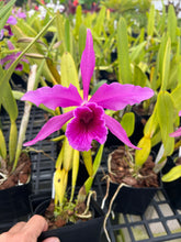 Load image into Gallery viewer, C. Pacavia ( tenebrosa x purpurata ) Shogun Hawaii own cross
