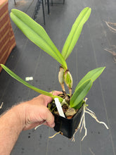 Load image into Gallery viewer, C . Luminosa ( dowiana x tenebrosa ) x sib .
